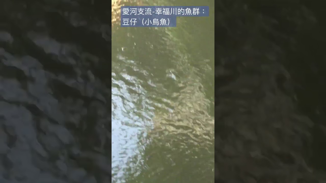 高雄愛河支流-幸福川：豆仔（小烏魚）