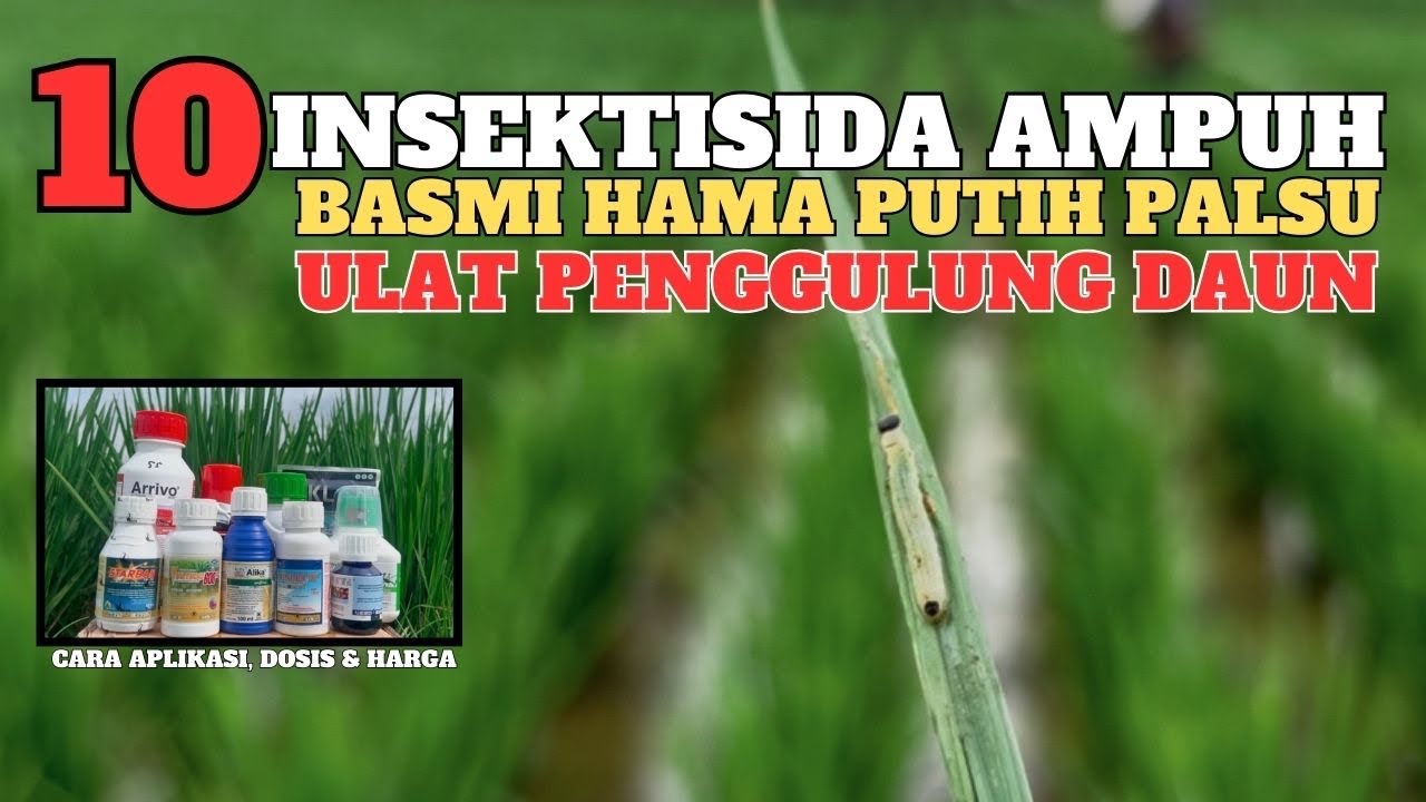 Insektisida ampuh obat hama untuk membasmi ulat penggulung pelipat daun padi dan hama putih palsu
