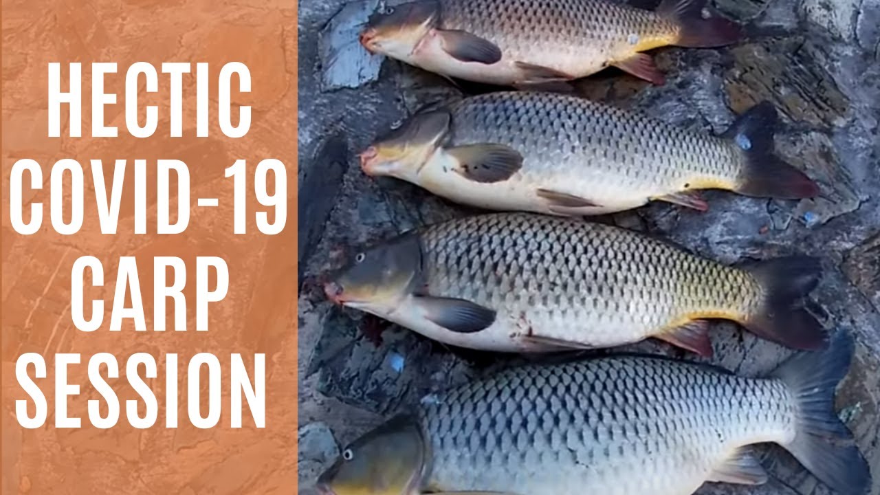 Carp Fishing (Lockdown Luck) @ Canberra, ACT