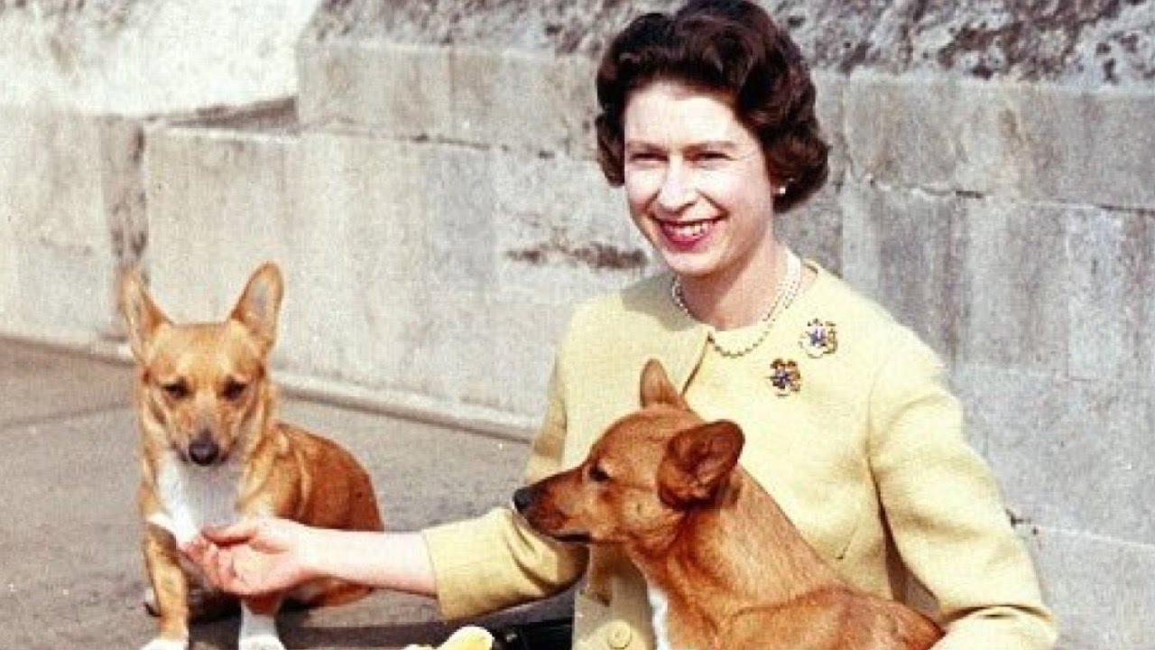 Top 10 Celebrity Pets