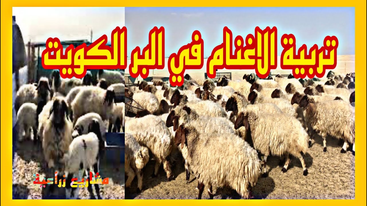 أفضل طريقةتربيةالاغنام فى الخليج،تربية الاغنام في البر،تقسم الحظائر الي -جلد -ومطافيل -و دفيع،الكويت
