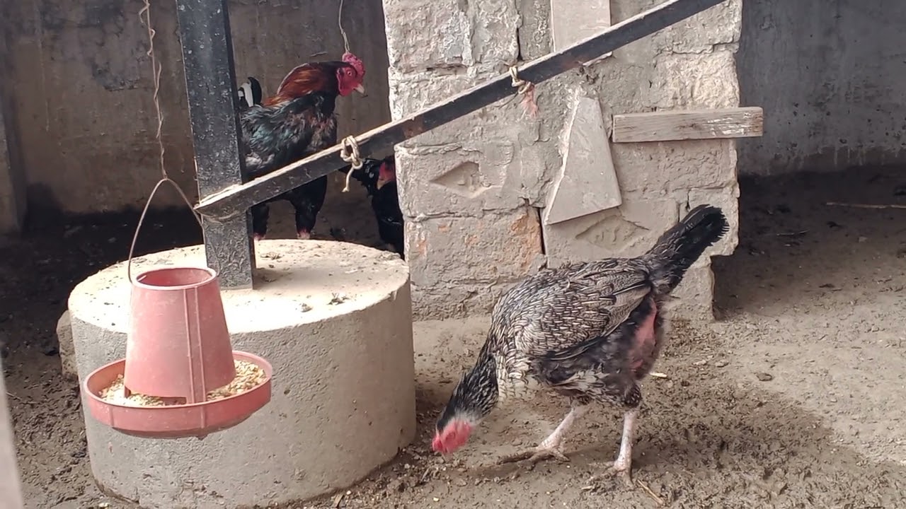 Mainwali Aseel murga#aseel birds#mainwali#viral video#for you #pure Aseel murga ##Subscribe #chicks