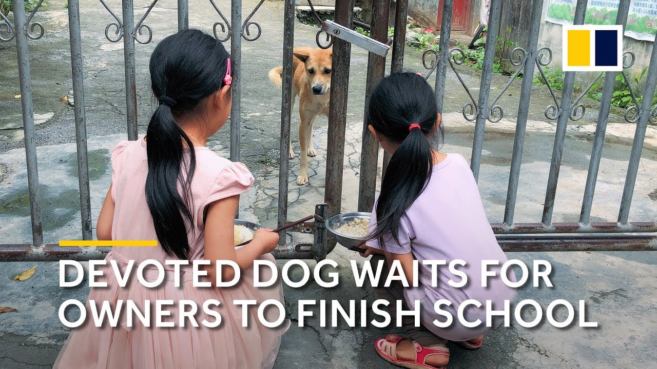 Devoted dog China waits for her owners to finish school every day