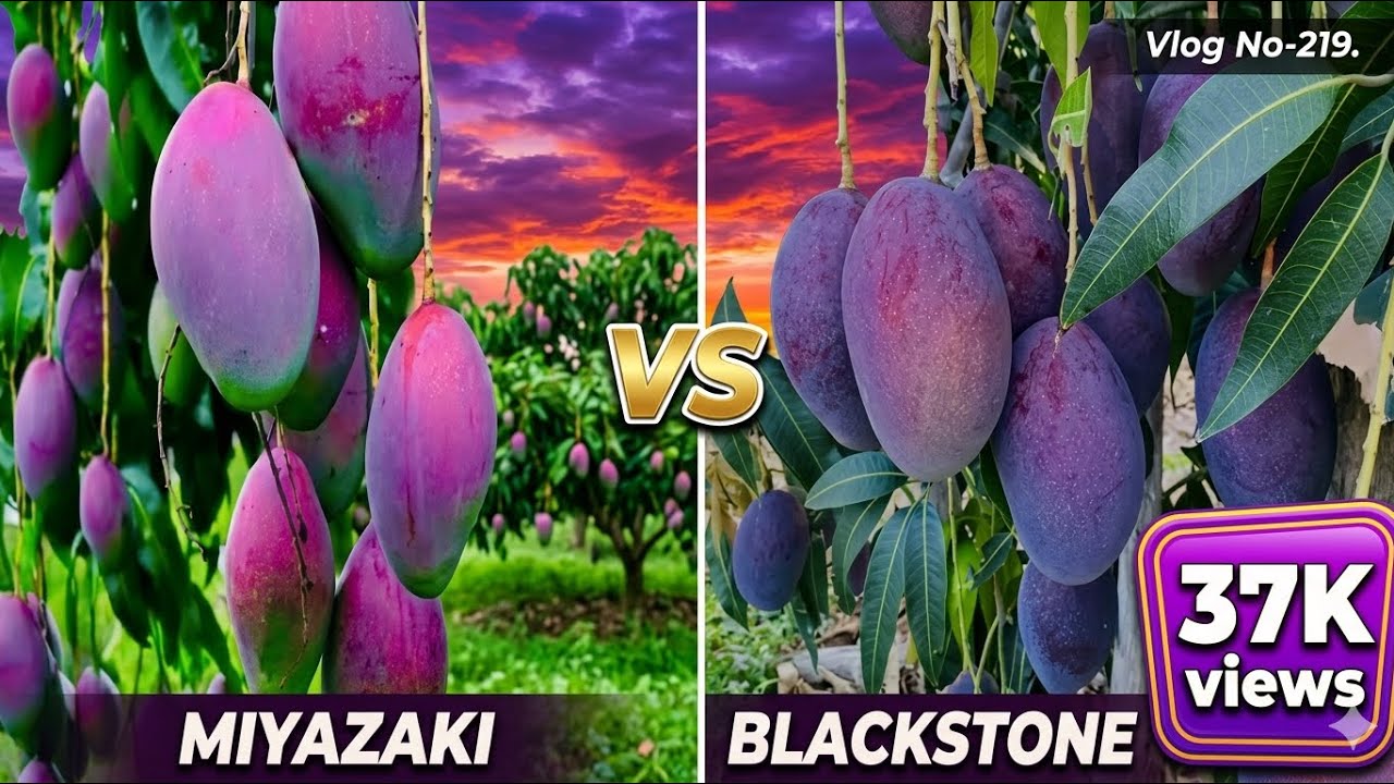 #organicgardening ,কনফিউশন 🤔সবচেয়ে সুন্দর আম কোনটি  মিয়াজাকি না ব্ল্যাকস্টোন রিয়েলি কনফিউশন🤷🏼‍♂️