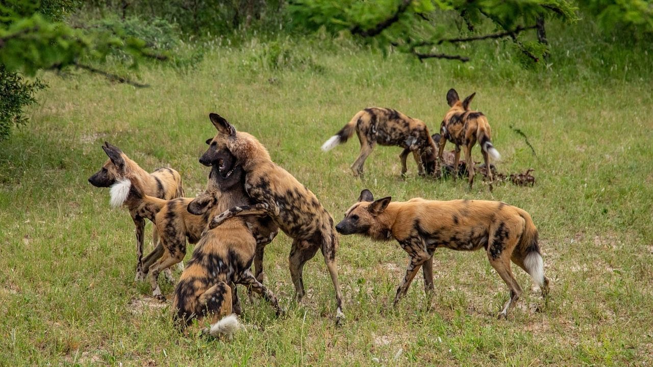 The Wildest Animals of Mana Pools National Park