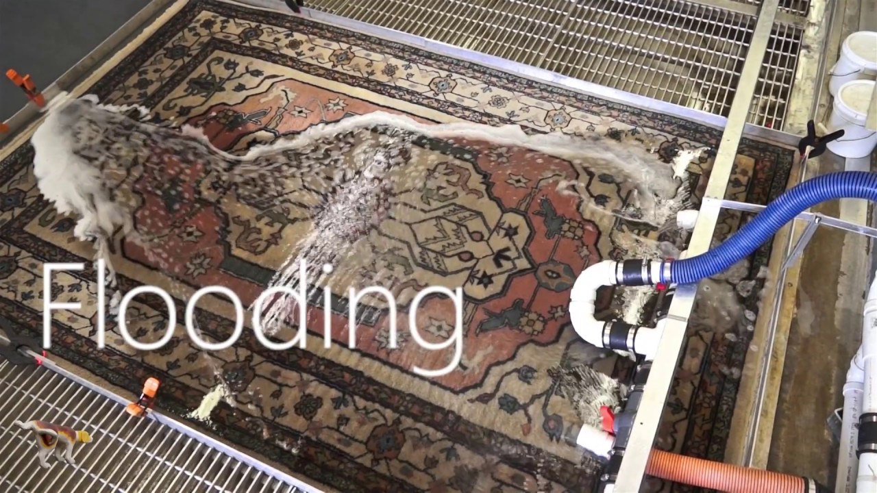 How should cat pee be clean from oriental rug