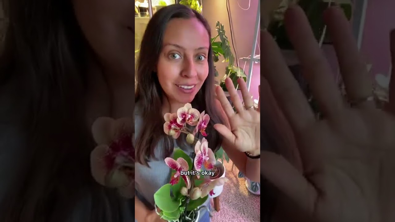 Orchid care can feel scary&hellip; I can help  #orchid #orchidcare #planttips #plantpeople