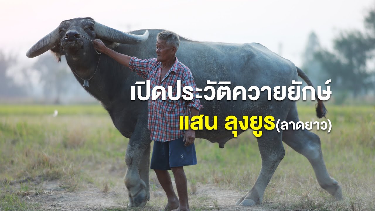 เปิดประวัติควายยักษ์ แสน ลุงยูร (ลาดยาว)