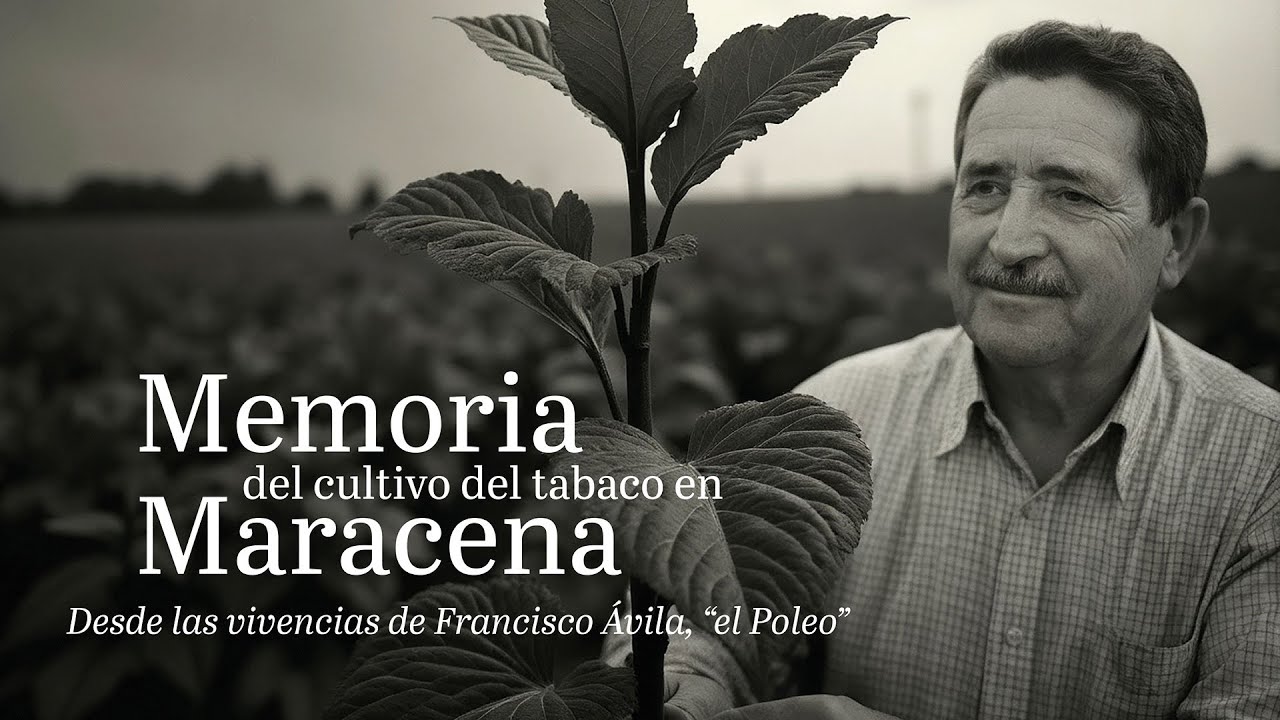 Memoria del cultivo del tabaco en Maracena. Paco Olvera.(14´)