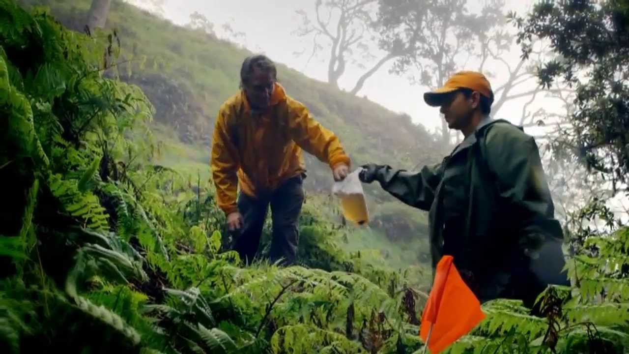 Preventing Plant Extinction in Hawaii