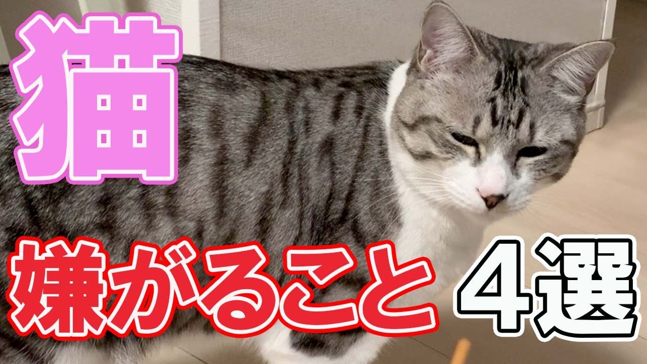 初心者必見‼知らないと損をする⁉猫が苦手とする行動やものとは⁉猫が嫌がること４選を解説‼【保護猫】