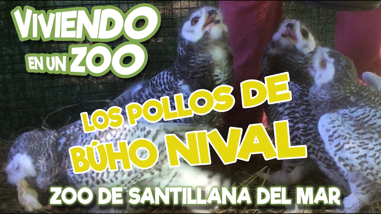 Los pollos de B&uacute;ho Nival