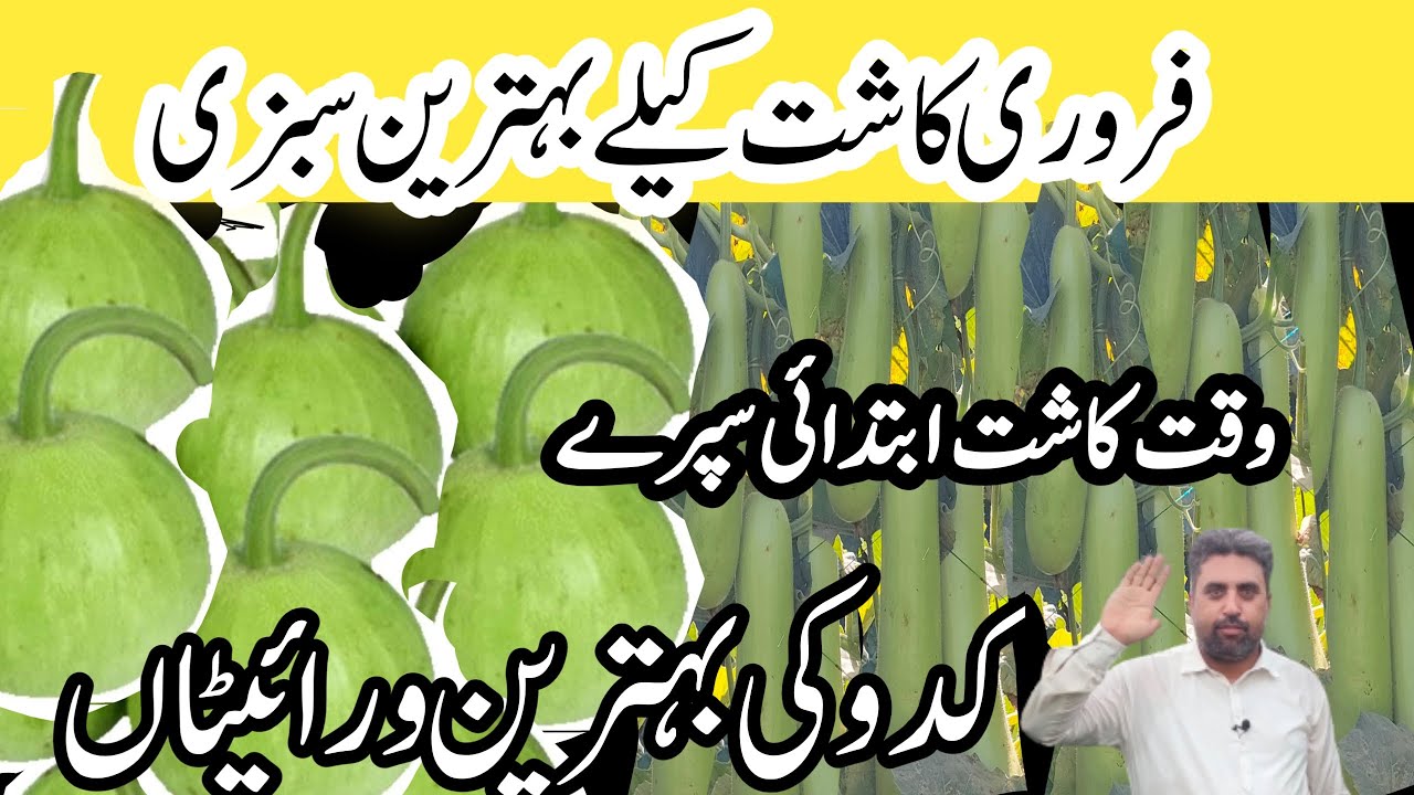 How To Grow Bottle Gourd | Kaddu ki kasht | کدو کی کاشت | #kaddu ki kaht | louki