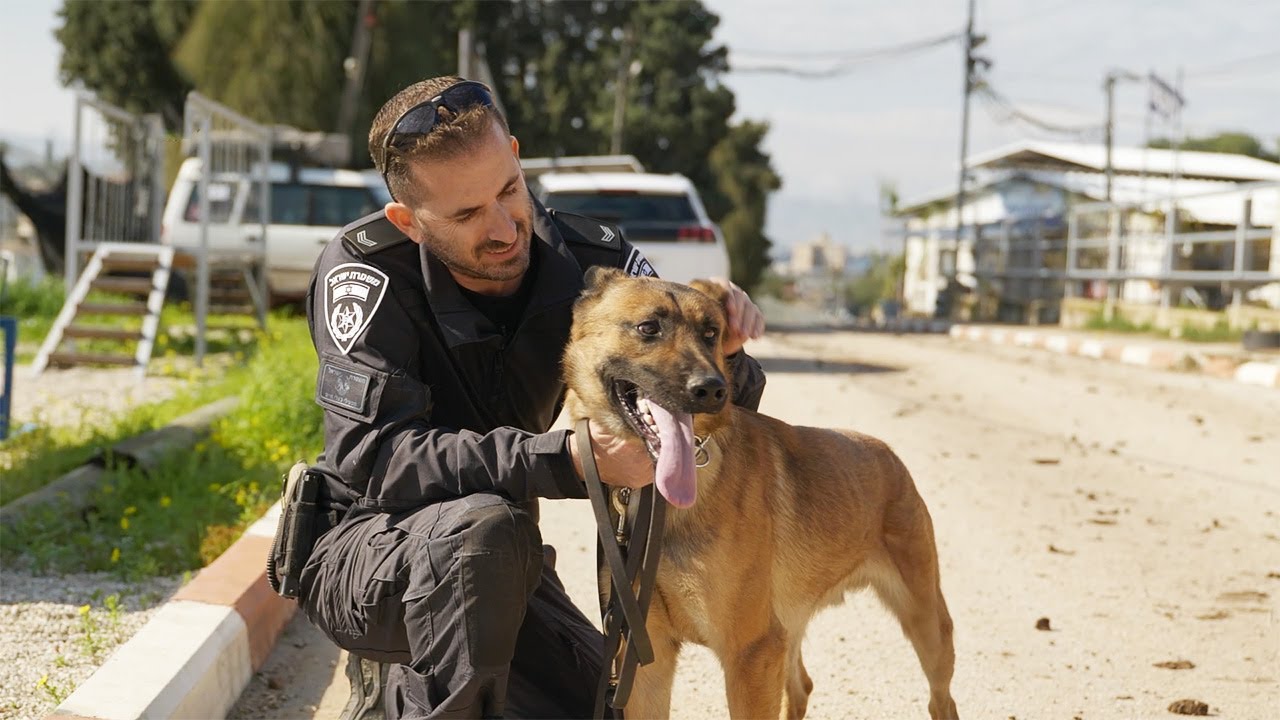 איך נראית העבודה של כלבן משטרה? 🐕‍🦺