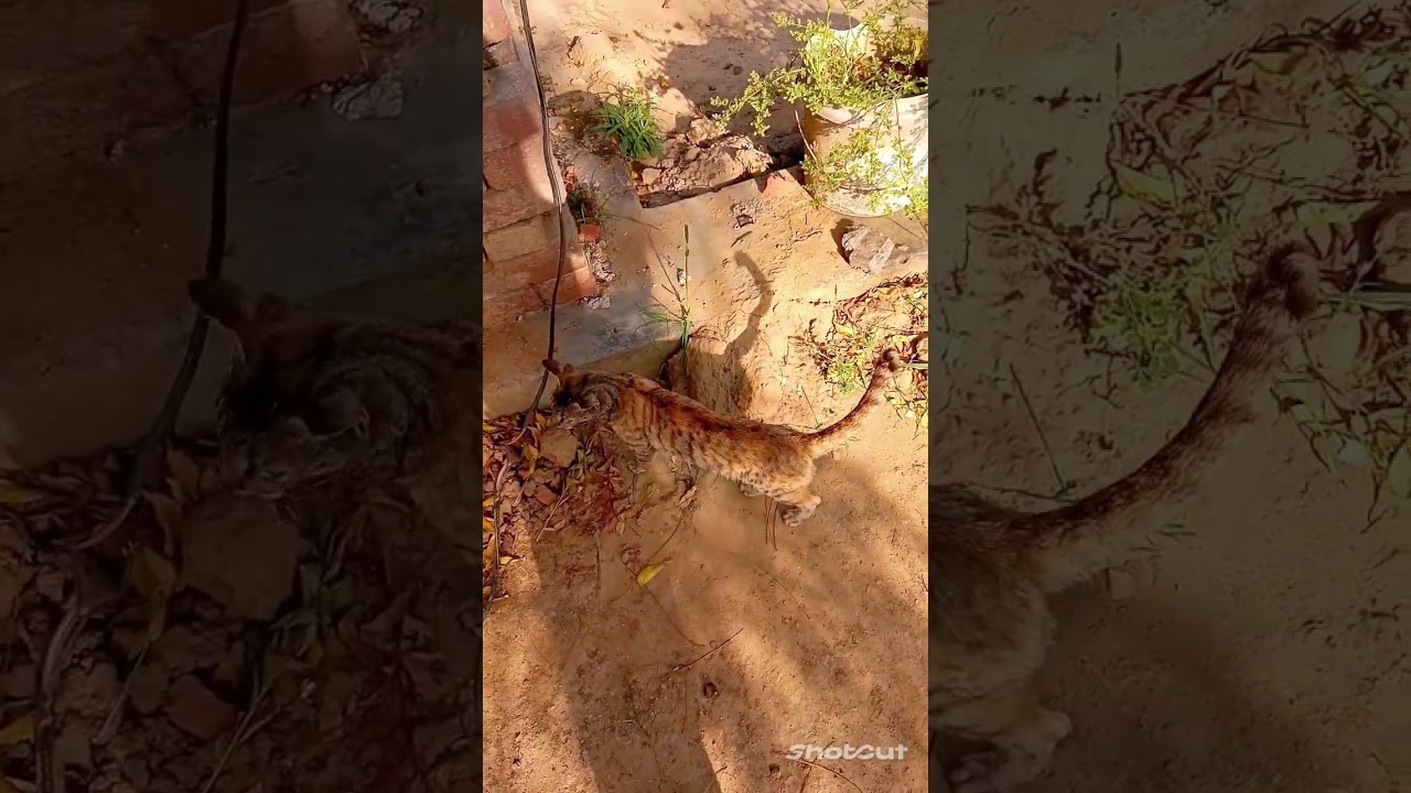 cat finding something 😯 #cat #viral #wildanimals #pets #cute