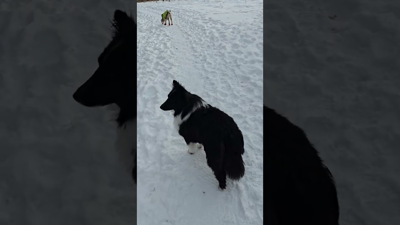 1. Wednesday Feb 25th Pack Park walk with Chewy, Pepe, Maya, Fernando, Nova & Rue 