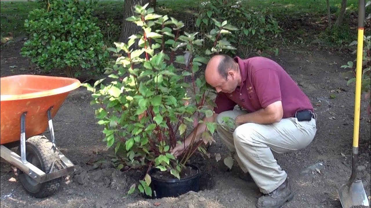 How to Plant a Potted Tree or Shrub - Part I