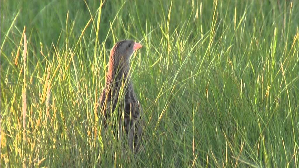 Corncrake