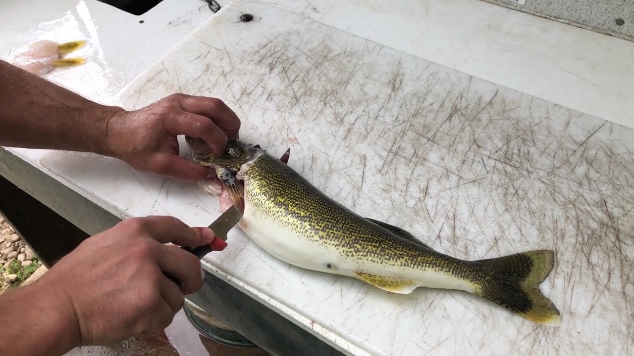 NEW How to fillet fish - Quick & Easy-walleye-pickerel-perch-trout