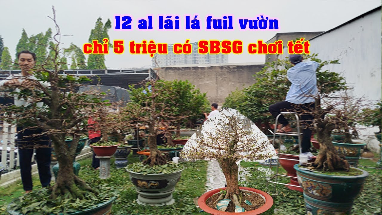 Lãi Lá Siêu Bông Sài Gòn Xem Nút Nụ Anh Sơn 0908495022  | Tứ Qúy Miệt Vườn