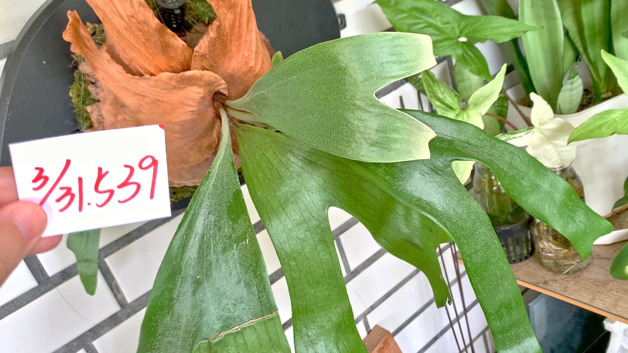 【園藝539】3月31日(二)三角鹿角蕨第五片手也逐漸長大白色轉綠色！