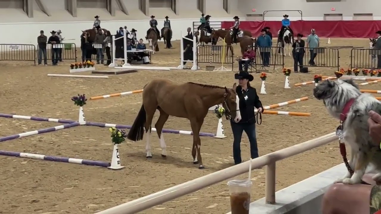 APHA Zone 2 yearling in hand trail