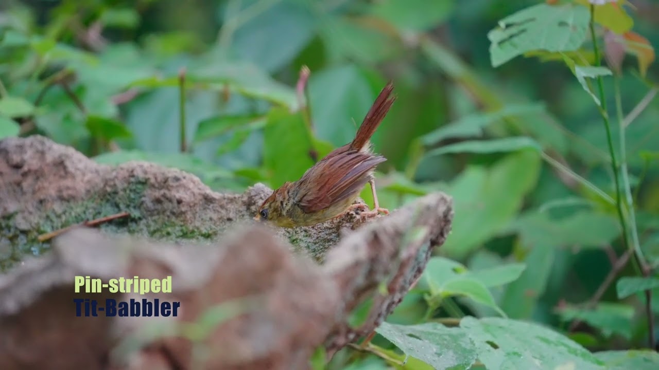 Rare Birds of China: Birding in Nonggang (Guangxi province)