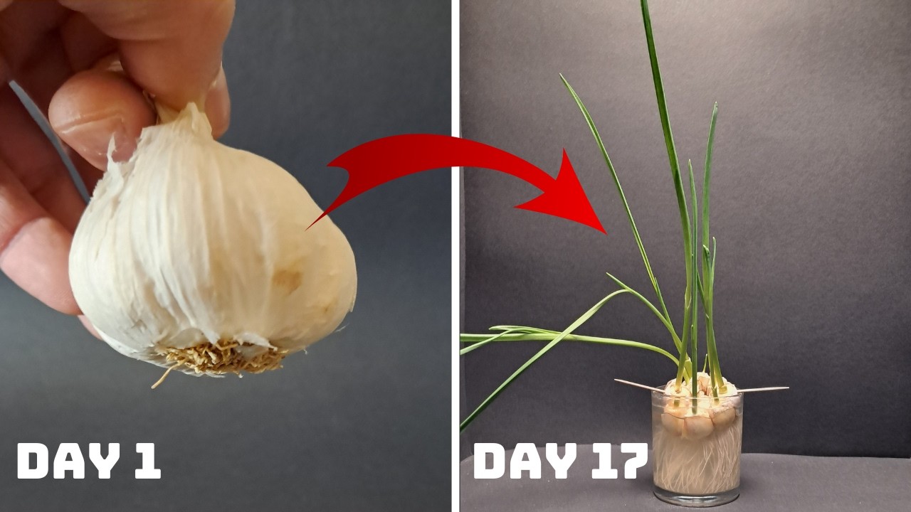 GROWING Garlic Plant | TIME LAPSE