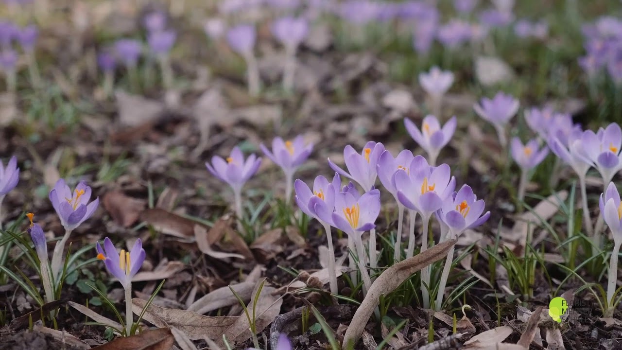 Die Floristmeisterschule stellt sich vor