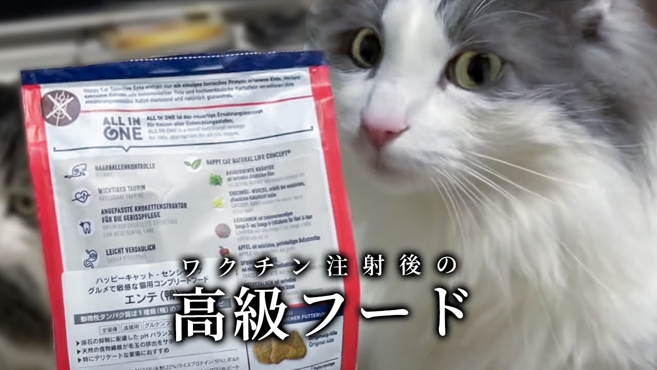 ワクチン接種で疲れた猫を癒したい！労いたい！【ノルウェージャンフォレストキャット】