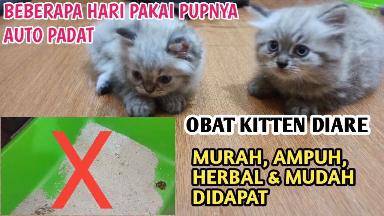 OBAT AMPUH DAN MURAH UNTUK KUCING DIARE | DIJAMIN SEMBUH ANTI GAGAL