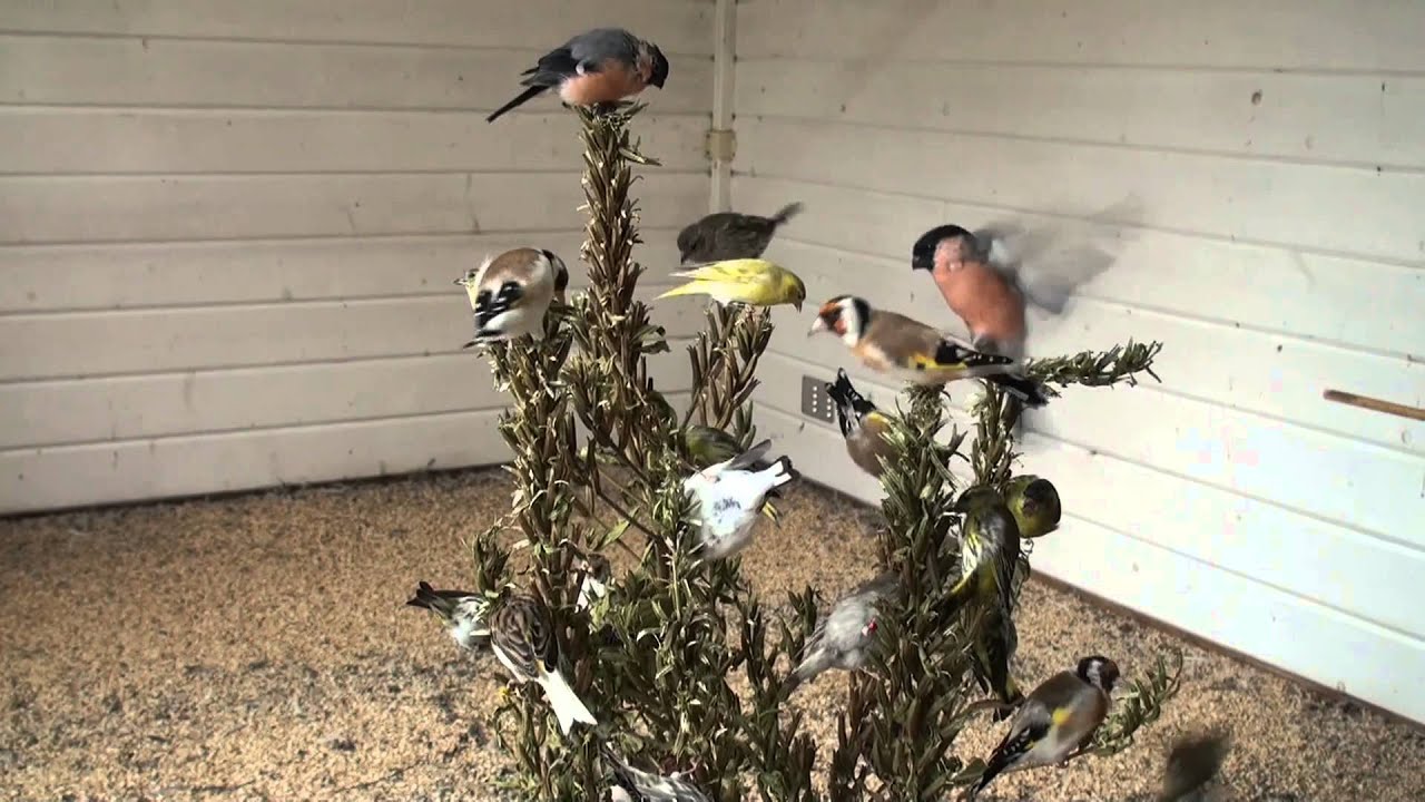mes oiseaux pendant la mue 2014