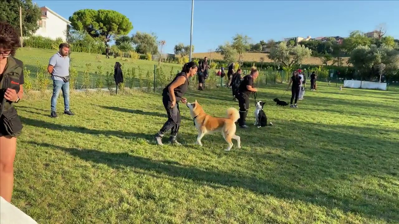 RIPRESE PRATICHE CORSO EDUCATORE ED ADDESTRATORE RICONOSCIUTO ENCI AL REGNO DEL CANE AD ANCONA