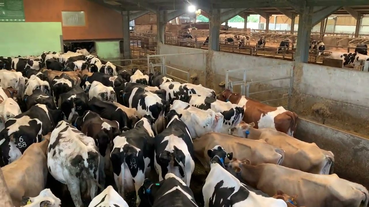 A SMALL DAIRY FARM DIVERSIFIES into A POPULAR TOURIST ATTRACTION