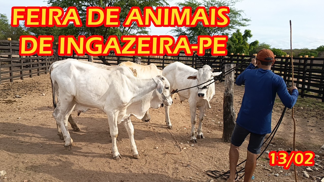 Feira de animais de Ingazeira-PE (13/02/26)