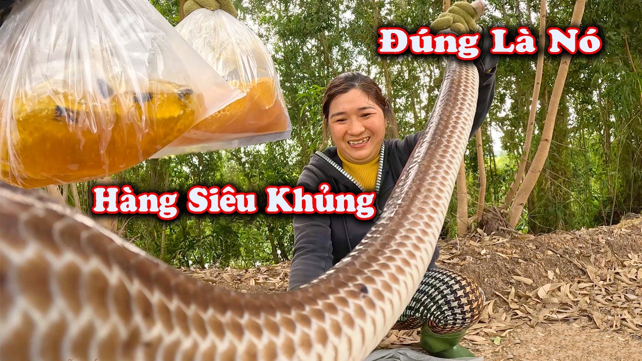Ngày Mưa, Con RẮN TO Lớn Nhất Trong Ngày # CSBR # 473