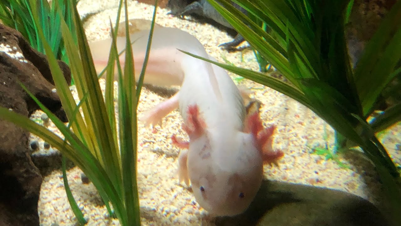 Adventures at Weymouth Sea Life - Halloween 2021