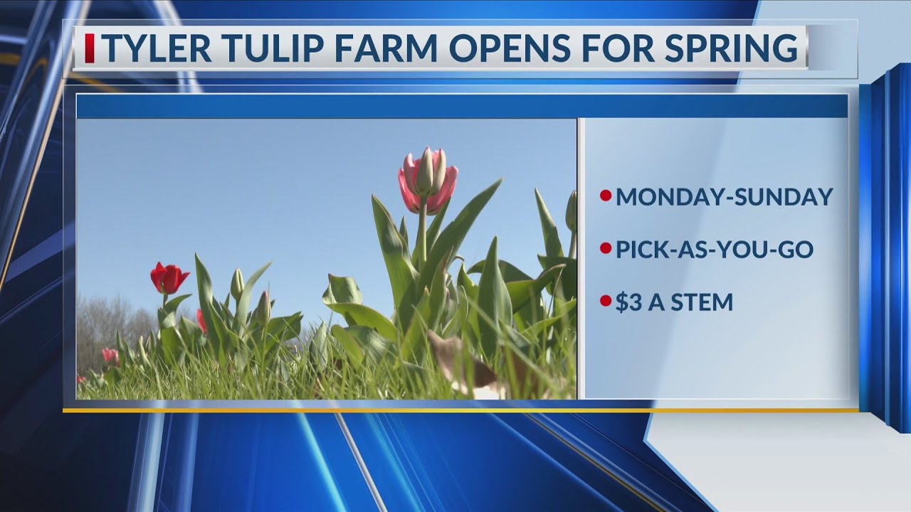 Tyler tulip farm opens for spring