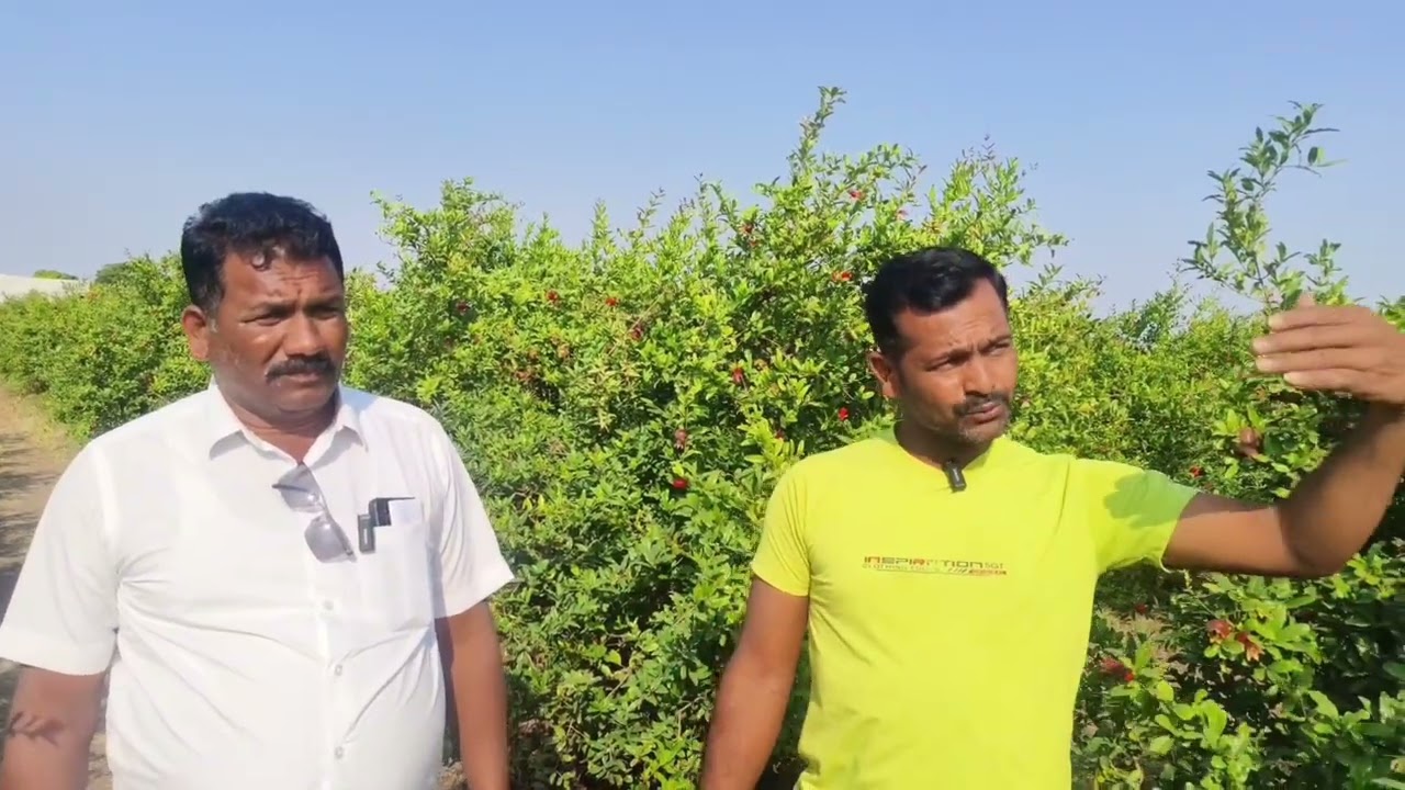 डाळिंब बागेचे योग्य नियोजन आणि योग्य मार्गदर्शन यामुळे भर पावसातही झाले सेटिंग#dalimbsitting#anarset