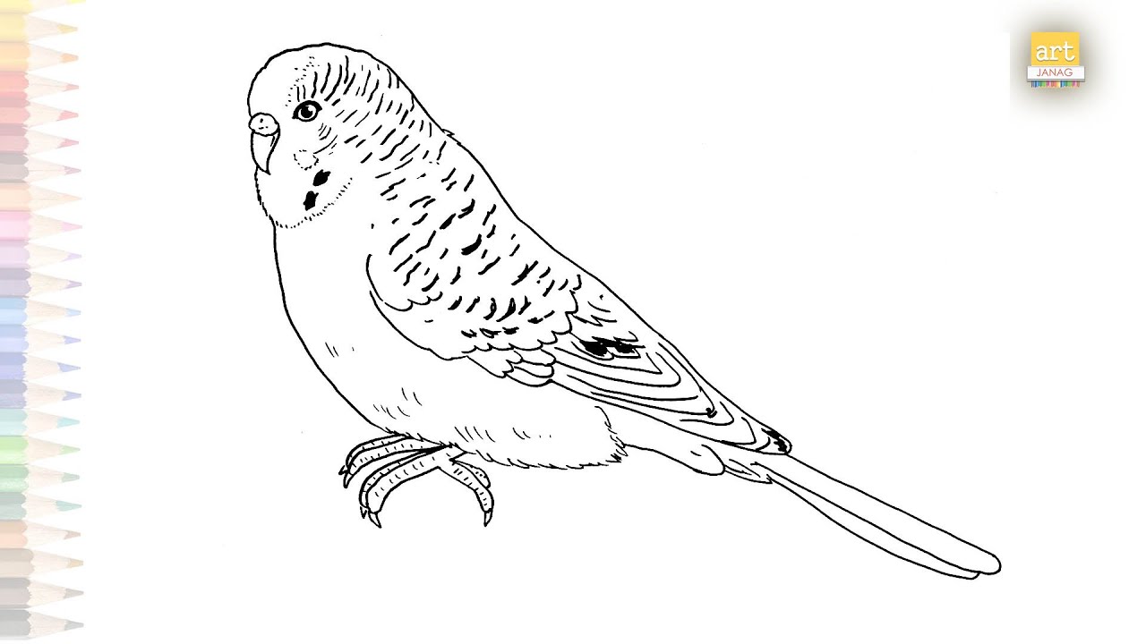 Budgie drawings easy | Australian birds sketches | How to draw A Budgie step by step | #artjanag