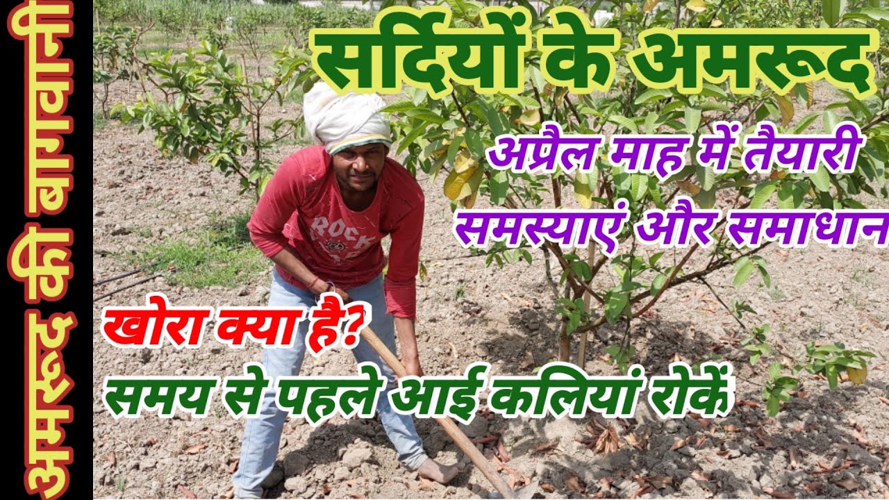 313. अमरूद में सर्दियों की फसल की तैयारी में एक नया प्रयोग - कुछ समस्याएं और उनका समाधान.