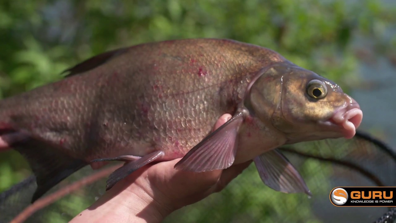 P&ecirc;che de br&egrave;mes au feeder dans la Seine : montage et technique