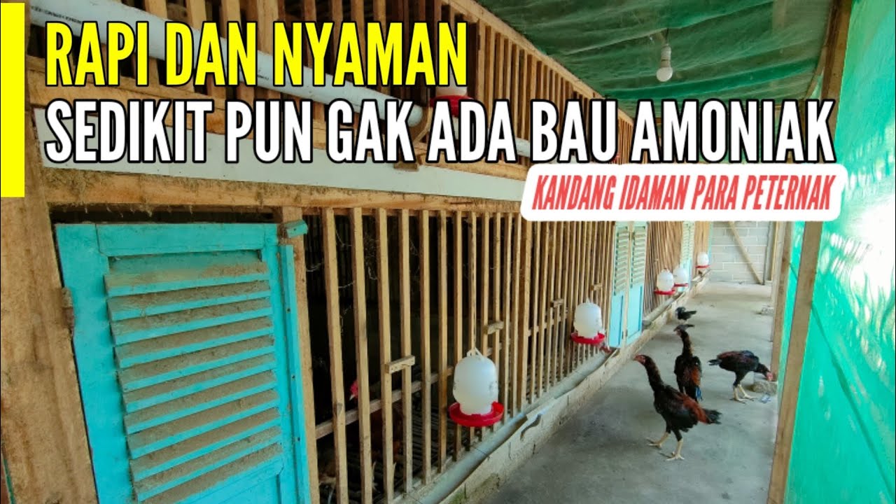 CONTOH KANDANG AYAM DI LAHAN SEMPIT