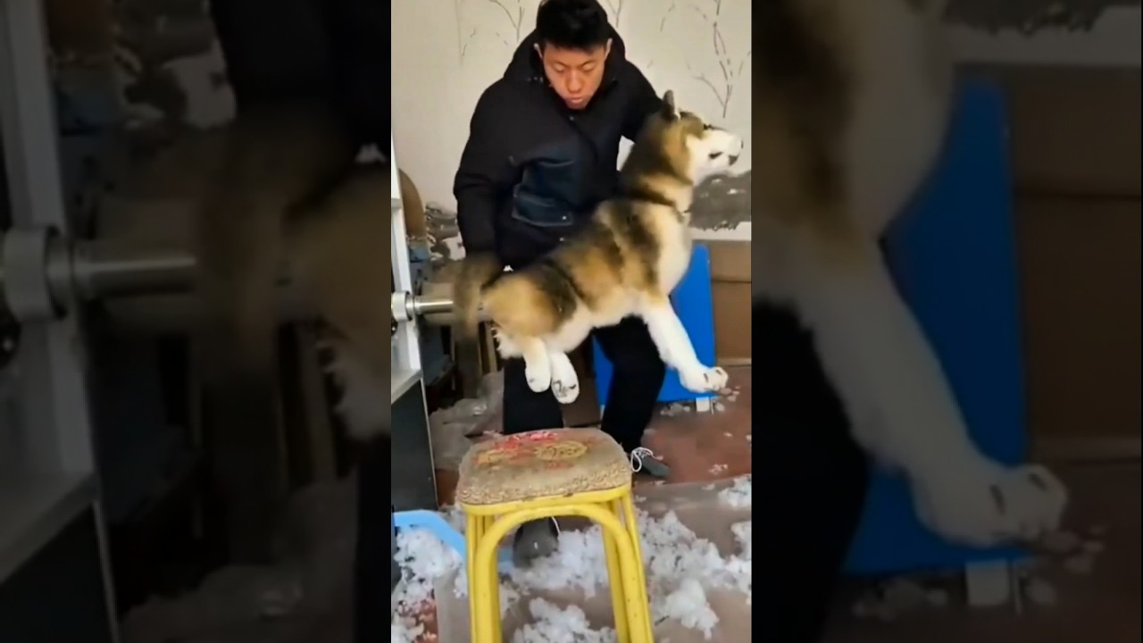 DOG FUNNY MOMENT #dog #funny #trendingshorts