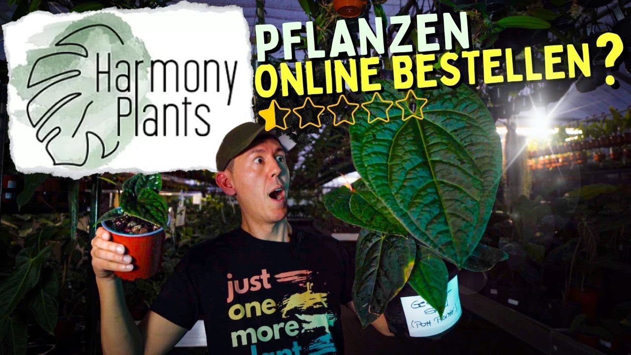 Zimmerpflanzen online kaufen 🤫 Wir testen den Pflanzen Shop Harmony Plants!