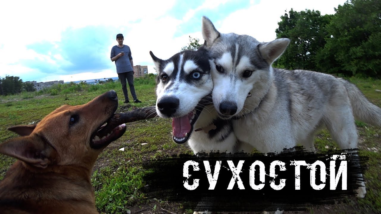 СУХОСТОЙ. ХАСКИ VS БУЛЬДОГ. КУЧА СОБАК И МОРЕ ПОЗИТИВА