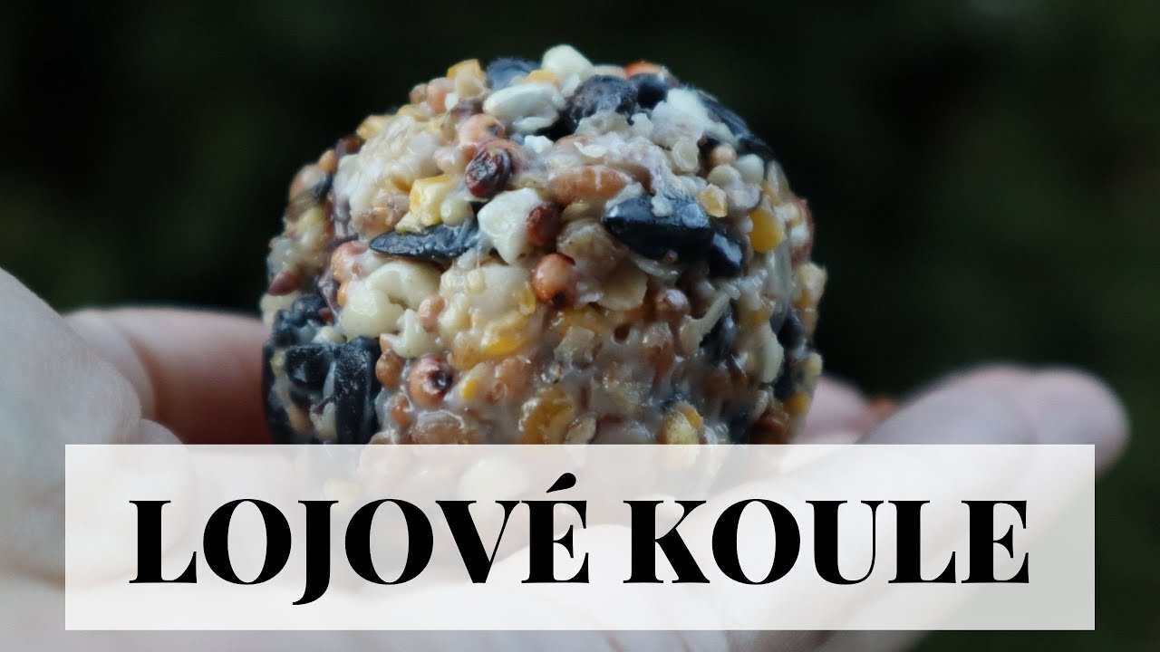 Jak vyrobit lojové koule a jiná krmítka pro ptáky