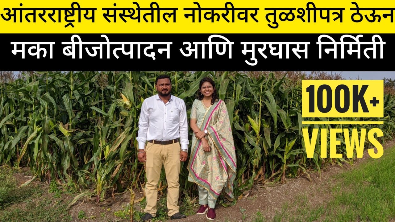 मका बीजोत्पादन आणि मुरघास निर्मिती | Silage Making Process | Seed Production #silagemaking