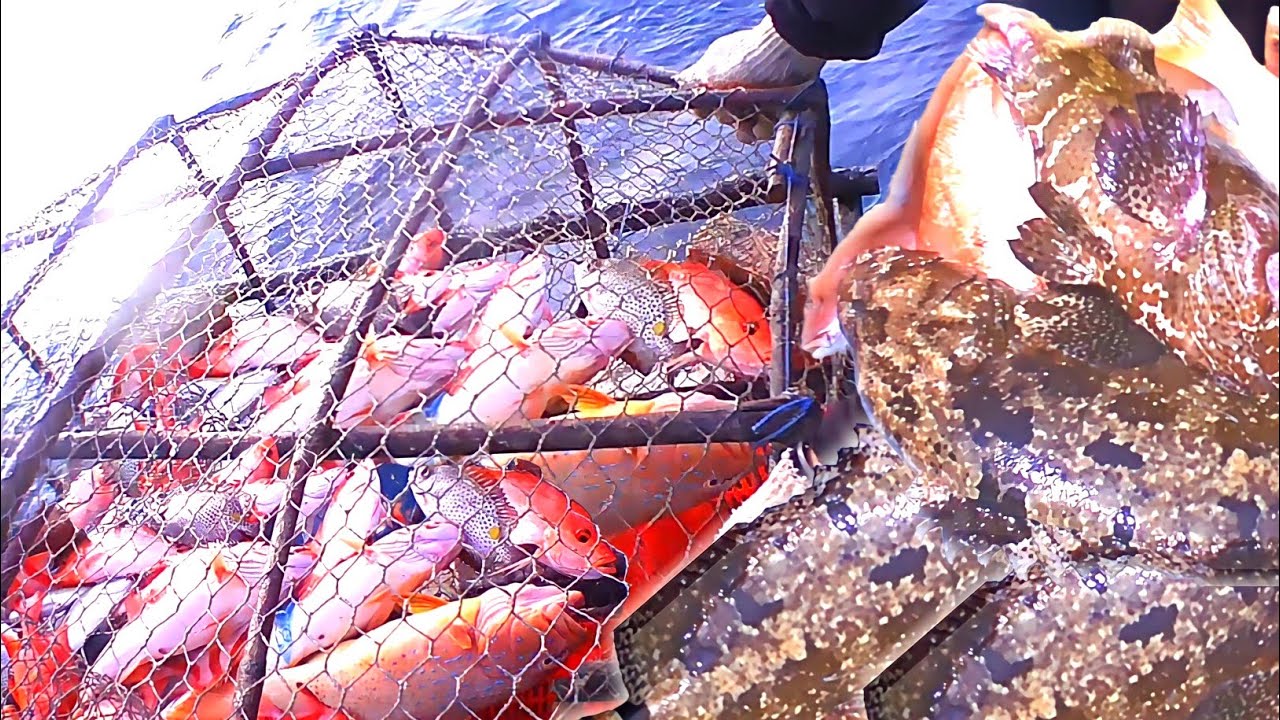 Penangkapan Ikan Kerapu Macan, Red Snapper, Suno Grouper Fish || Goliath Groupers Di Lautan Bebas