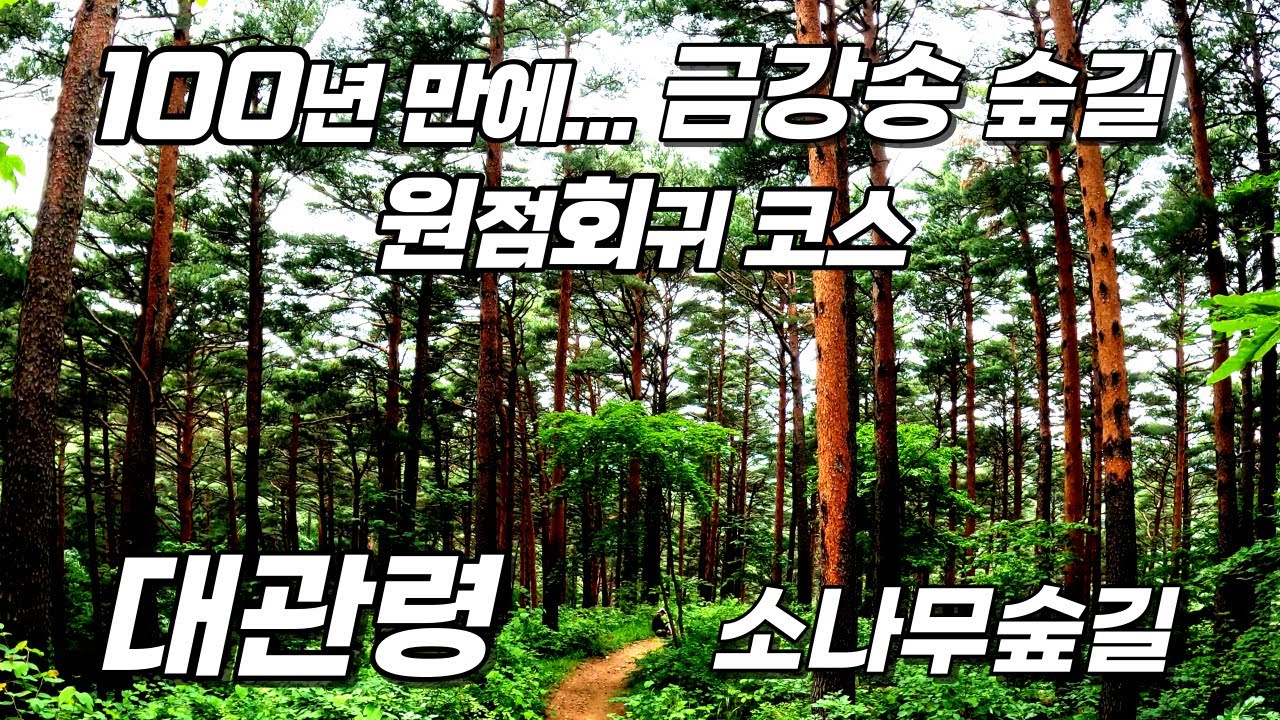 대관령 금강소나무 숲 힐링 트레킹 코스 _ 100년 간 관리된 아름다운 숲 _ 쾌적하고 싱그러운 황금 빛 금강송 길을 따라 원점회귀 _ 축구장 571개의 면적